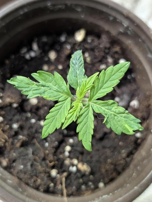 TSL2000 300W LED. Week 2