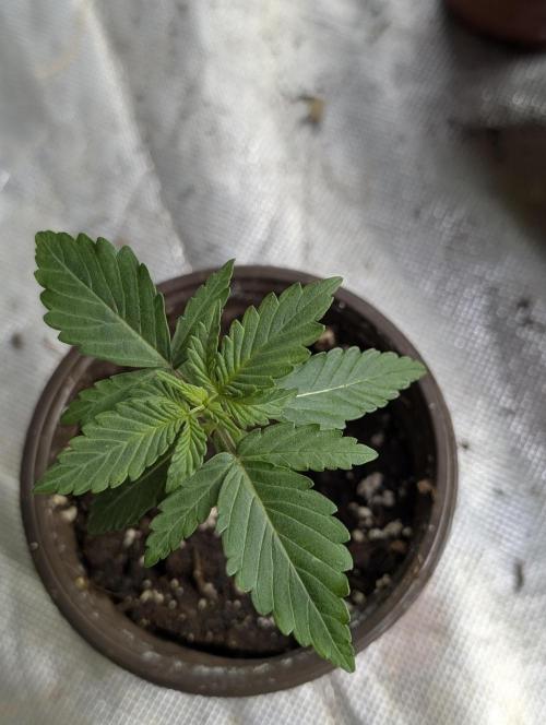 Chemical Candy Auto x3. Week 2 - 1