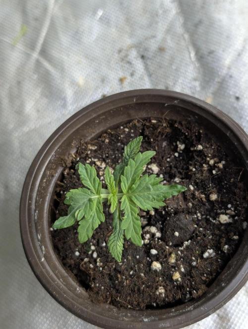 Chemical Candy Auto x3. Week 2 - 2
