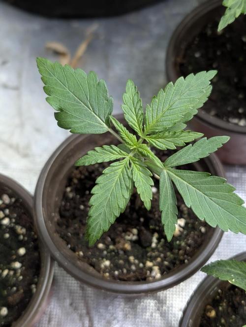 Chemical Candy Auto x3. Week 2 - 3
