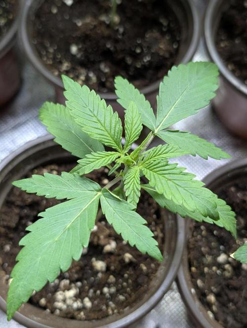 Chemical Candy Auto x3. Week 2 - 1