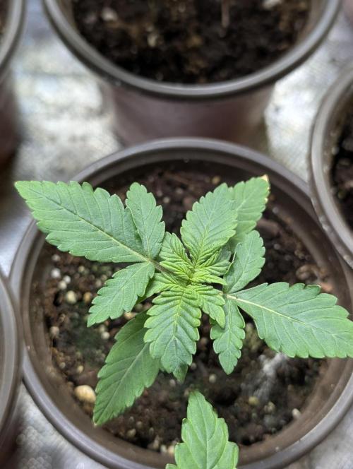 Chemical Candy Auto x3. Week 2 - 2