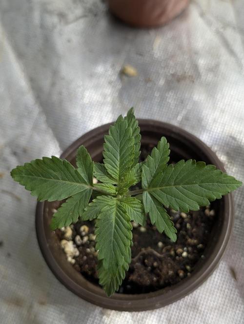 Chemical Candy Auto x3. Week 2 - 3
