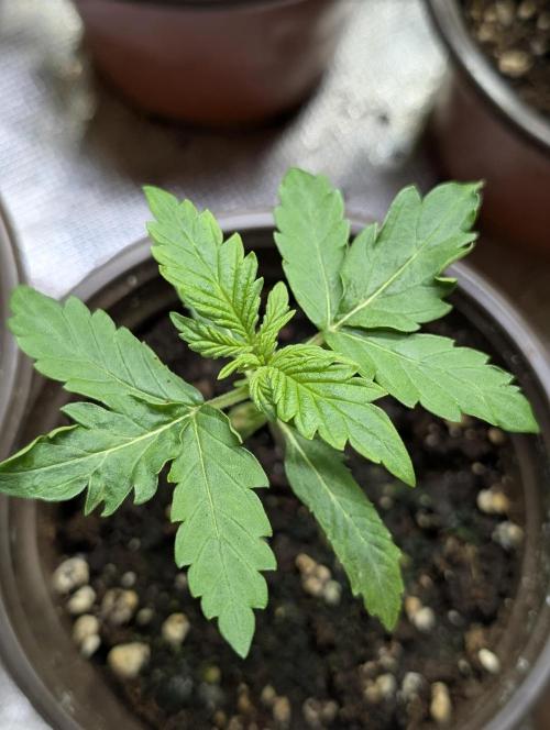 Chemical Candy Auto x3. Week 2 - 1