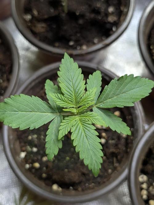 Chemical Candy Auto x3. Week 2 - 2