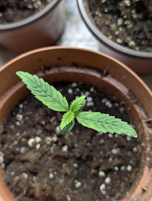 Purple Lemon Tree XLL x4. Week 2 - 1