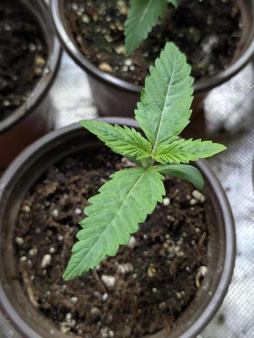 Purple Lemon Tree XLL x4. Week 2 - 2