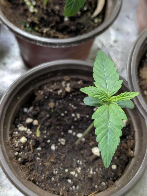 Purple Lemon Tree XLL x4. Week 2 - 3