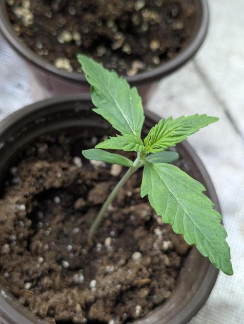 Purple Lemon Tree XLL x4. Week 2 - 4