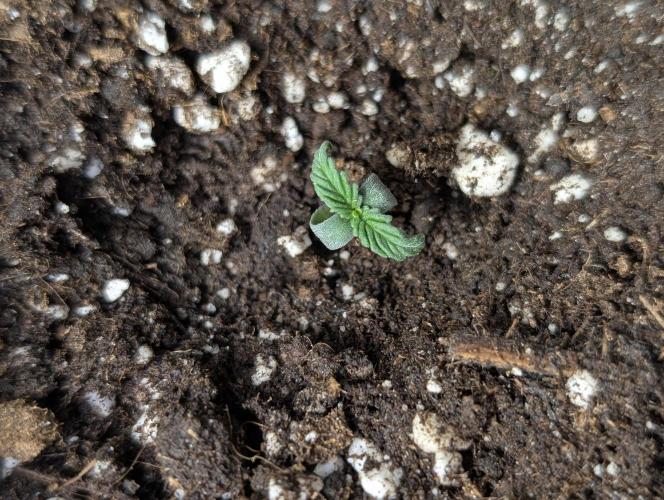 Golosa. Week 1