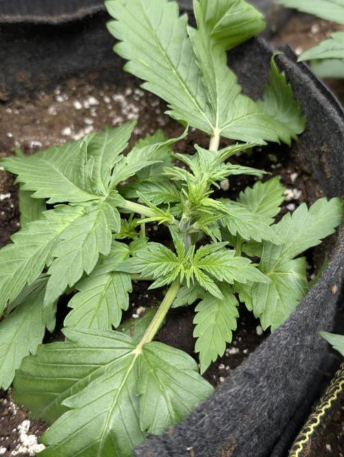Sweet Mango Auto x4. Week 3 - 1