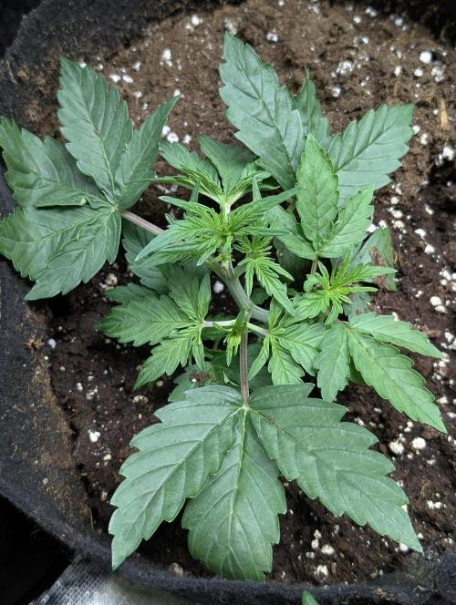 Sweet Mango Auto x4. Week 3 - 2