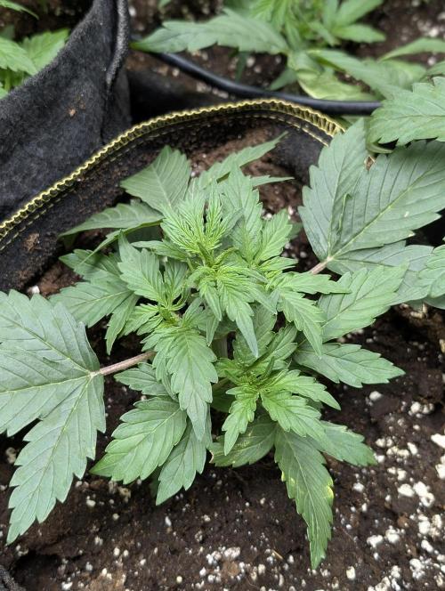Sweet Mango Auto x4. Week 3 - 3