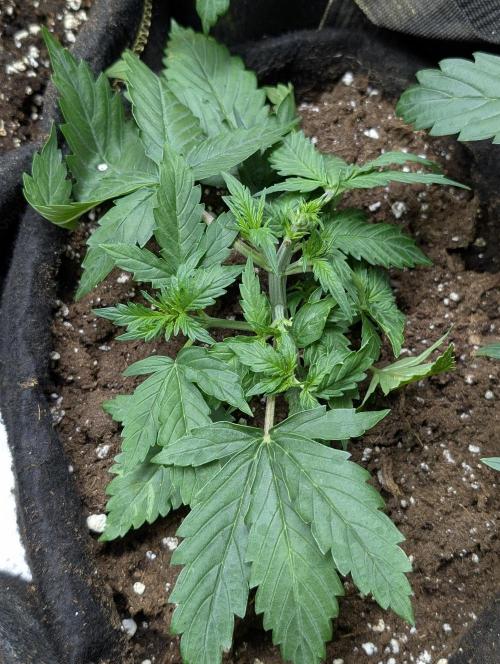 Sweet Mango Auto x4. Week 3 - 4