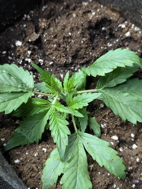 Sweet Mango x3. Week 3 - 1