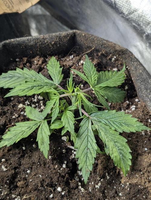 Sweet Mango x3. Week 3 - 2