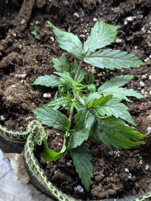 Sweet Mango x3. Week 3 - 3