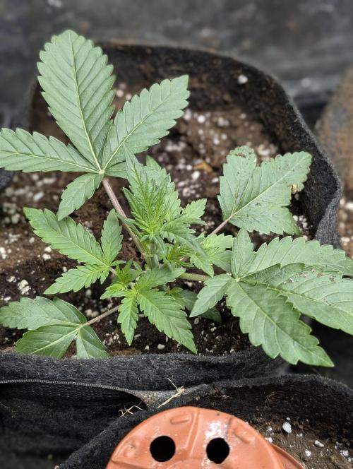 Guava X Gelato 41. Week 3 - 1