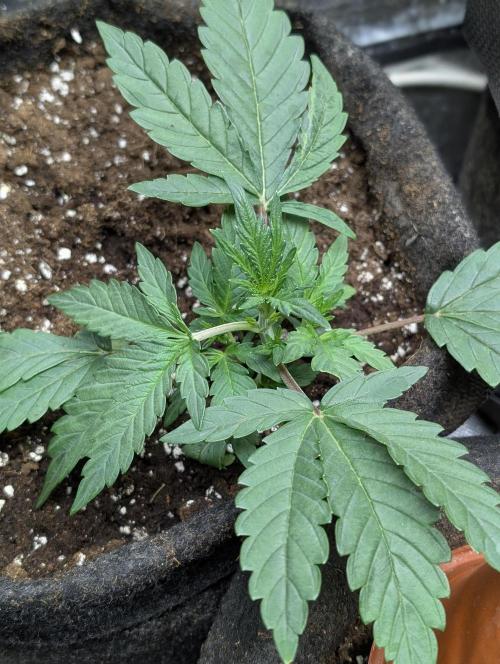 Guava X Gelato 41. Week 3 - 2
