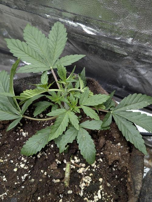 Guava X Gelato 41. Week 3 - 3