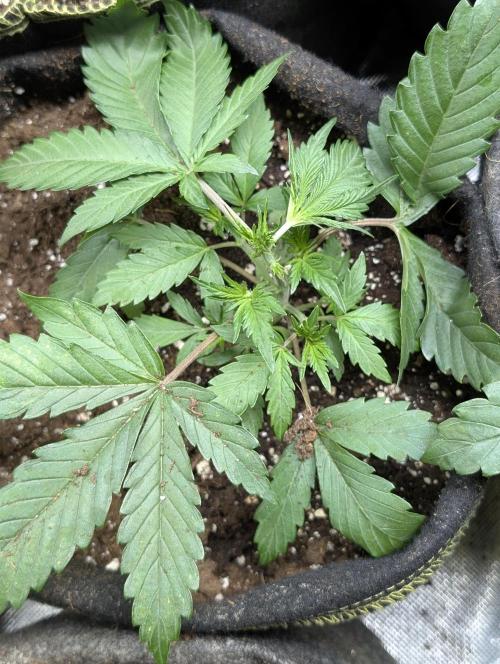 Guava X Gelato 41. Week 3 - 4