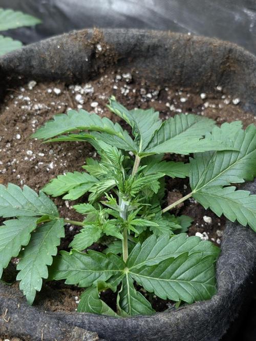 Guava X Gelato 41 x3. Week 3 - 3