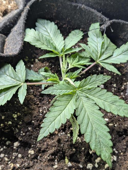 Guava X Gelato 41 x3. Week 3 - 1