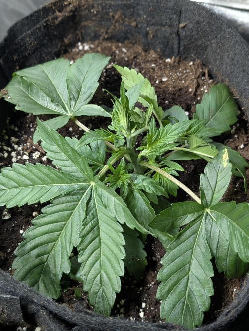 Guava X Gelato 41 x3. Week 3 - 2