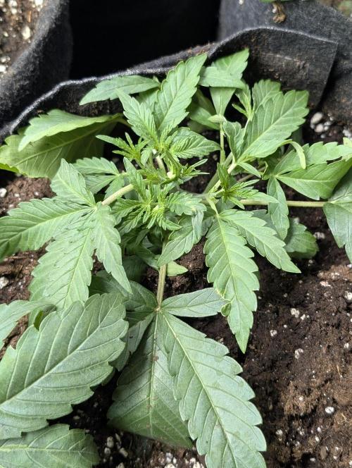 Guava X Gelato 41 x3. Week 3 - 3
