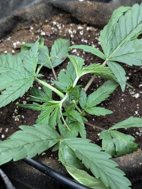 Frosted Guava Auto x3. Week 3 - 1