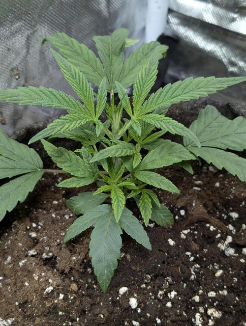Frosted Guava Auto x3. Week 3 - 2