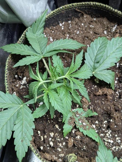 Frosted Guava Auto x3. Week 3 - 3