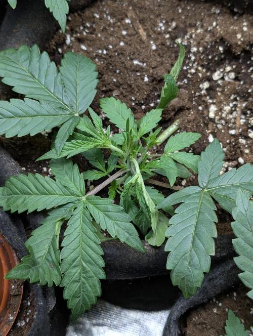Frosted Guava Auto x3. Week 3 - 1