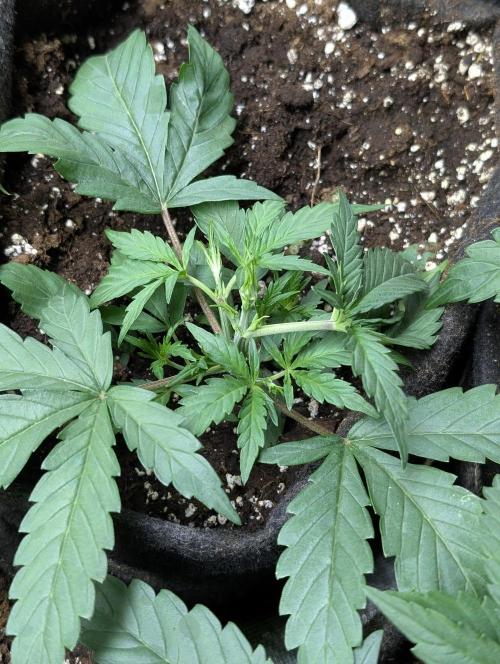 Frosted Guava Auto x3. Week 3 - 2