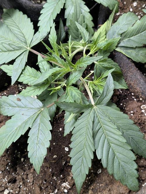 Frosted Guava Auto x3. Week 3 - 1