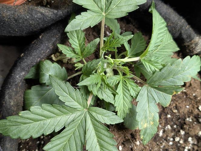 Frosted Guava Auto x3. Week 3 - 2