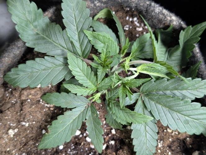 Frosted Guava Auto x3. Week 3 - 3
