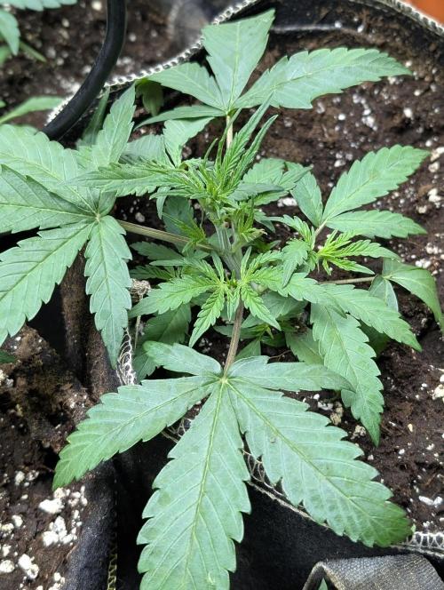 Chemical Candy Auto x3. Week 3 - 1