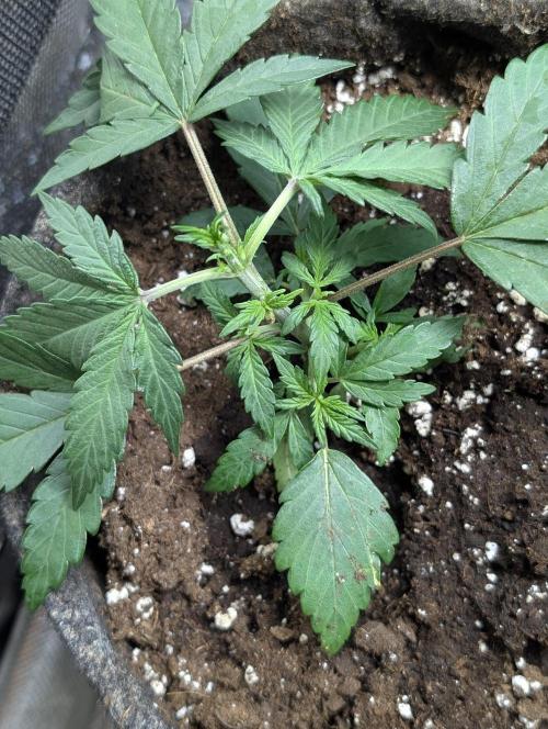 Chemical Candy Auto x3. Week 3 - 2