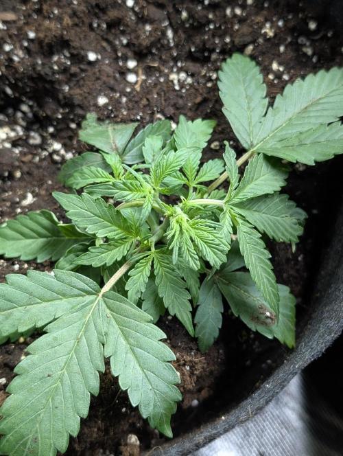 Chemical Candy Auto x3. Week 3 - 3