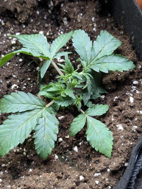 Chemical Candy Auto x3. Week 3 - 1