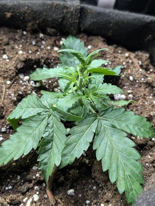Chemical Candy Auto x3. Week 3 - 2