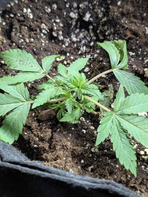 Chemical Candy Auto x3. Week 3 - 3