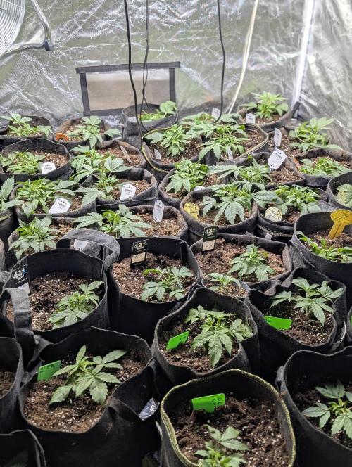 Chemical Candy Auto x3. Week 3