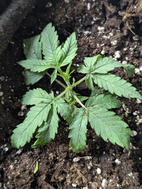 Chemical Candy Auto x3. Week 3 - 1