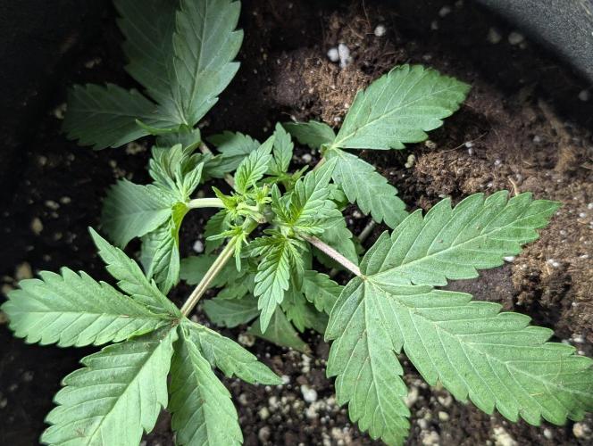 Chemical Candy Auto x3. Week 3 - 2