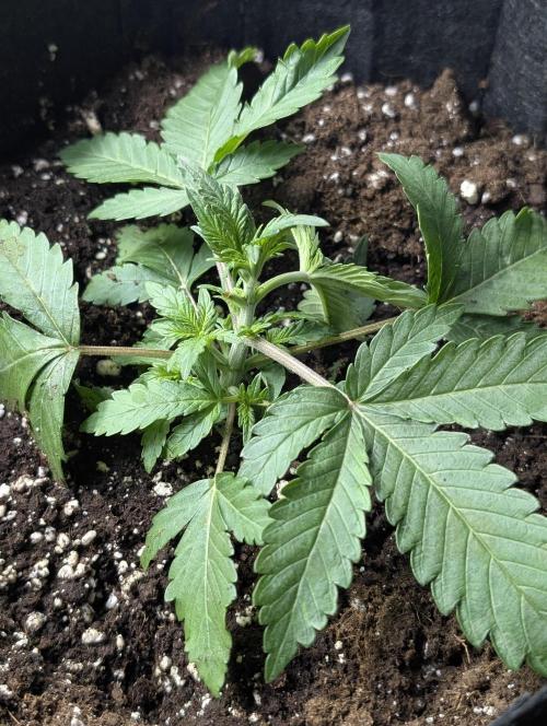 Chemical Candy Auto x3. Week 3 - 3