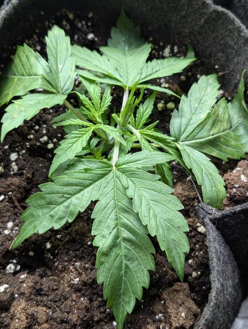 Purple Lemon Tree XLL x4. Week 3 - 2