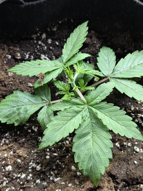 Purple Lemon Tree XLL x4. Week 3 - 3