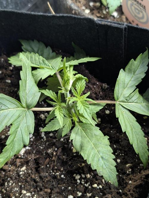 Purple Lemon Tree XLL x4. Week 3 - 4